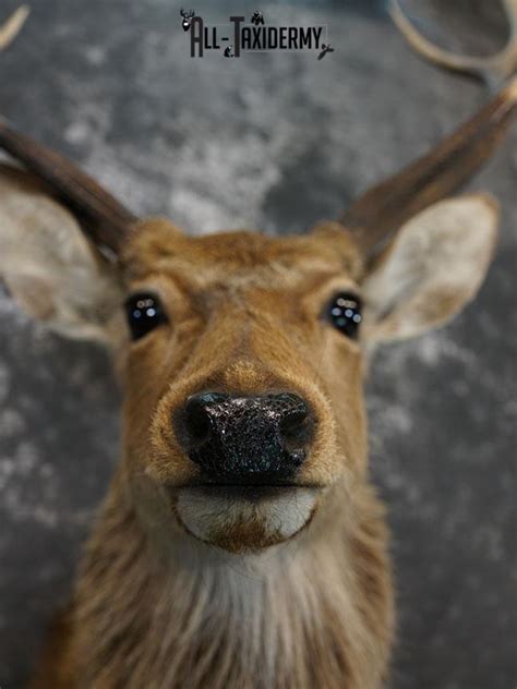 Sika Deer Taxidermy Mount For Sale Sku 2210 All Taxidermy