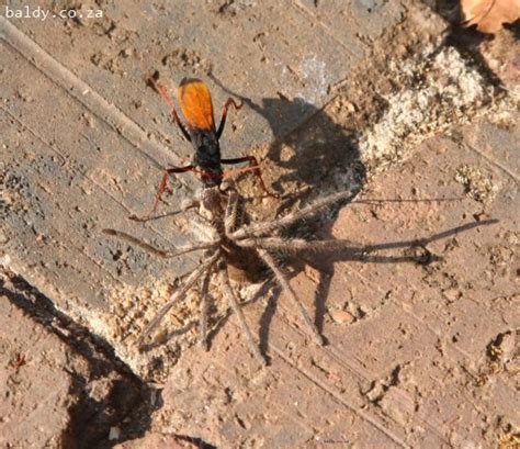 Wordless Wednesday Wasp Catching A Spider The Shaved Soapbox