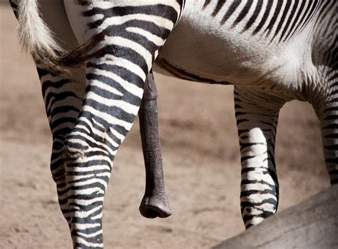 This Zebra Is Hung Nathan Rupert Flickr