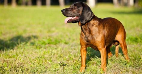 Bavarian Mountain Hound Dog Breed Complete Guide A Z Animals