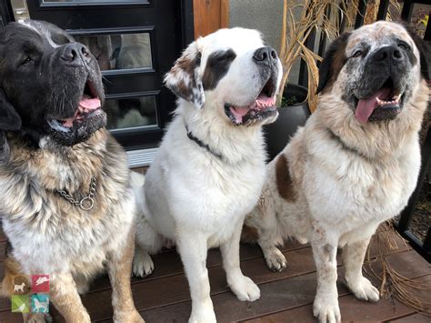 Saint Bernard dogs adopted after gaining worldwide ...