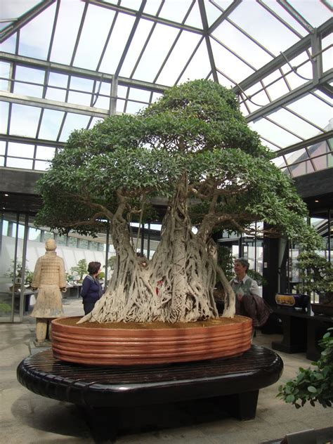 Being Over 1000 Years Old This Ficus Retusa Is Said To Be The Oldest