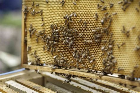 Beekeeping For Beginners A Step By Step Guide