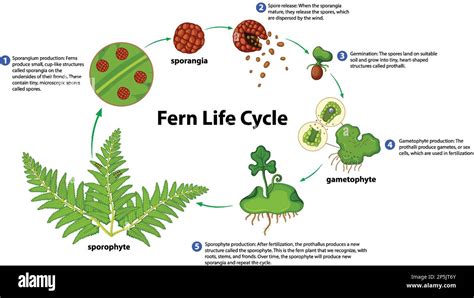 Fern Life Cycle Diagram For Science Education Illustration Stock Vector
