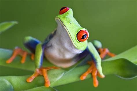 Frogs Omnivores Asdxf2