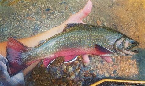 Nh Fishing Report July 11 2018 Nh Fish And Game Department