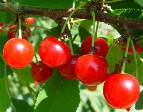 Usda Buying Tart Cherries Cranberries Raisins For The Poor Cnsnews
