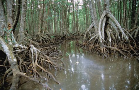 Mangrove Forests In The Philippines The Maritime Review