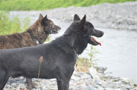 散歩の甲斐犬 写真 甲斐犬のブリーダー 南アルプス犬舎ブログ