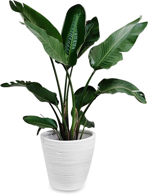 Indoors Tropical Plant Png,png download, transparent png image | Plants gambar png