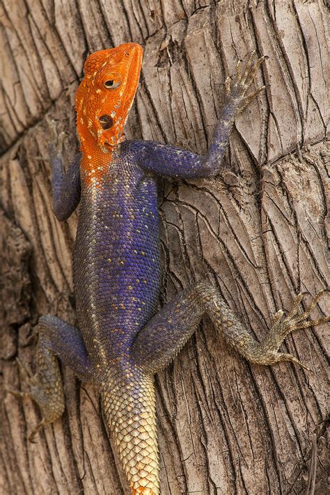 Agama Lizard Close Up Jim Zuckerman Photography