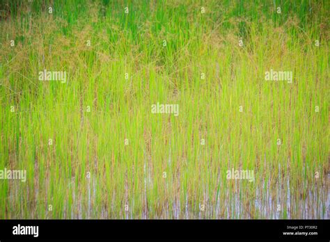 Leaves Of The Green Rice Tree Background In The Organic Rice Fields