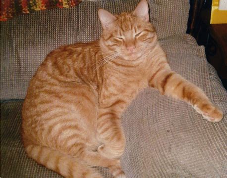 You might also be interested in seeing a list of tabby cat names, but for orange tabby cat names, this is the place! Cat Finders » Blog Archive » Lost orange tabby, Newmarket ...
