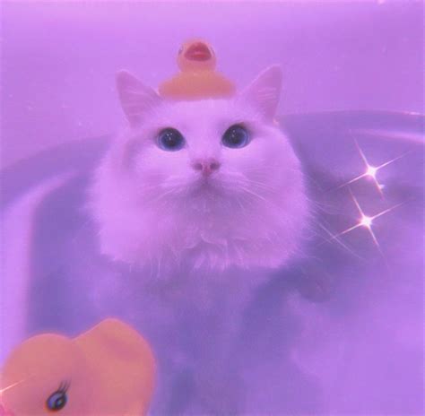 Pin By мαriทα🍭 On αnimαls♡ Cute Animal Photos Cute Cat Wallpaper