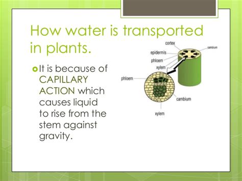Even plants depend on capillary action for their survival. Transportation of Water in Plants