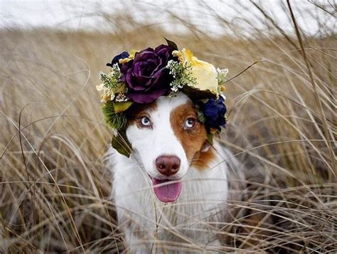 Interview Artist Designs Custom Floral Crowns For Your Beautiful Pets