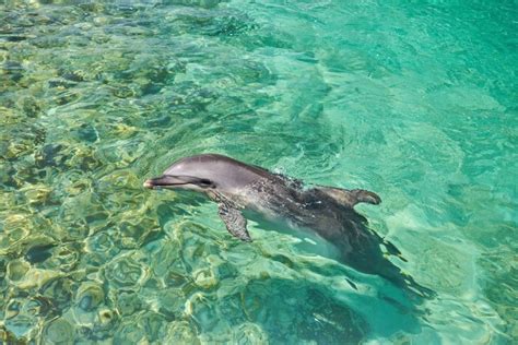 5 Reasons Why Dolphins Are The Best Sea Creatures Dolphins Sea