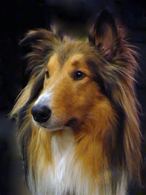 Collie Rough Dog Face Photo And Wallpaper Beautiful Collie Rough Dog