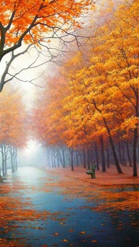 Maple Trees In Autumn Pemandangan Fotografi Alam