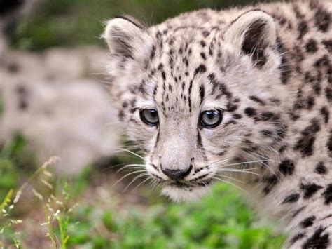 Snow Leopard Cub Ii Hd Desktop Wallpaper Widescreen High Definition