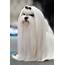 Maltese Dog Breed » Information Pictures & More