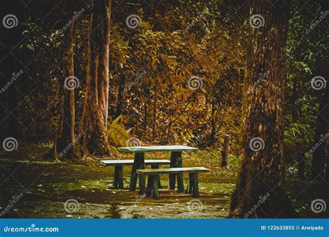 Lonely Wooden Seat In Nature Forest At Autumn Fall Brown Tree Le Stock