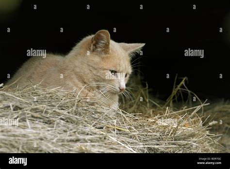 Feral Farm Cat In Barn Stock Photo Alamy