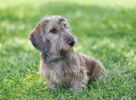 Silky Wire Haired Dachshund Facts Origin And History With Pictures