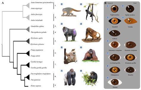 Anthropoid Primates · Phylogenetic Tree Construction · Hyperskill