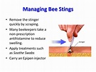 PPT - Bee Stings! PowerPoint Presentation, free download - ID:5778077