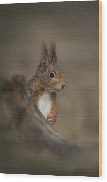 Red Squirrel Photograph By Andy Astbury