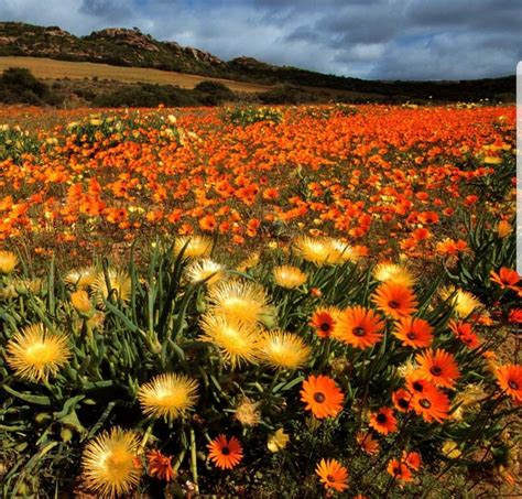 Namaqualand Africa Beautiful Places Wild Flowers Natural Landmarks