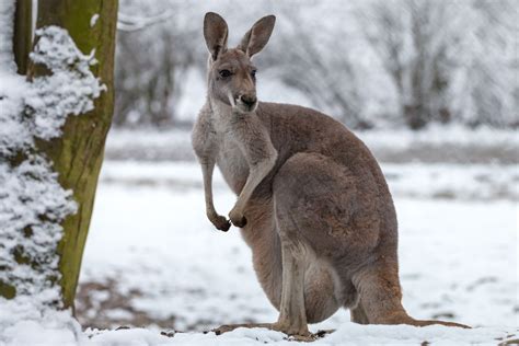 Watch Kangaroos Frolic In The Snow In Australia Wild Life Australia