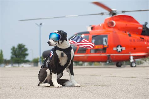 Us Coast Guard Search And Rescue Dog Pics