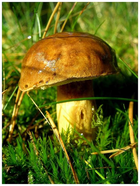 Marone Foto And Bild Pflanzen Pilze And Flechten Pilze And Flechten Wald