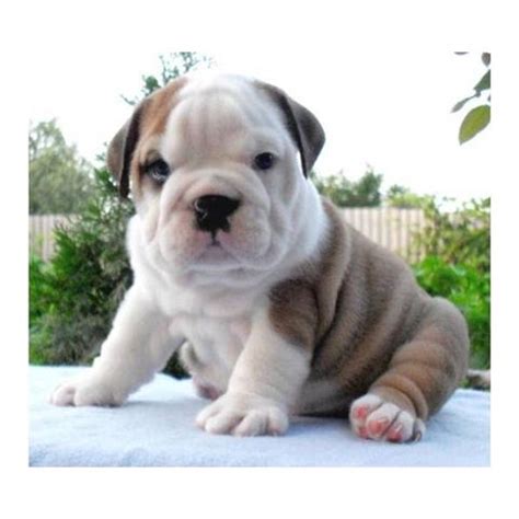 Akc english bulldogs in mississippi. English Bulldog Puppies For Sale in Alaska: English bulldog puppies for sale in Louisiana