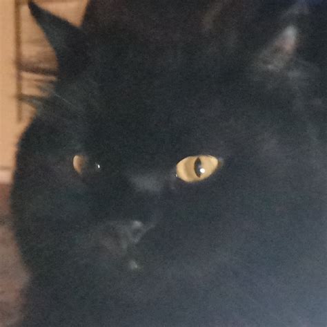 Black Cat Staring At You Memes Imgflip