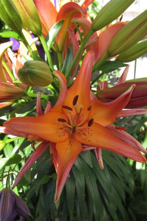 Photo Of The Bloom Of Lily Lilium Royal Sunset Posted By Smiley