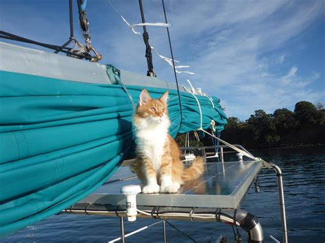 Maine Coon Acts As Deaf Sailors Ears At Sea Adventure Cats