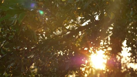 Early Morning Sun Comes Through Trees Stock Footage Video 100 Royalty