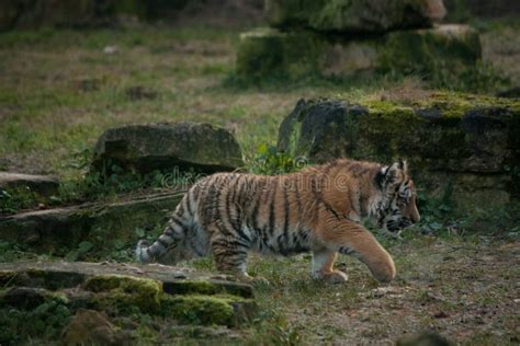 Cute Tiger Cub Walking In The Jungles Stock Photo Image Of Bengal