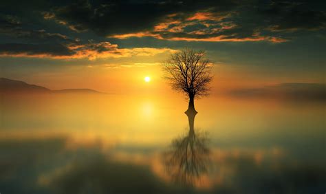 Download 1920x1080 Lonely Tree Sunset Reflection Water Clouds