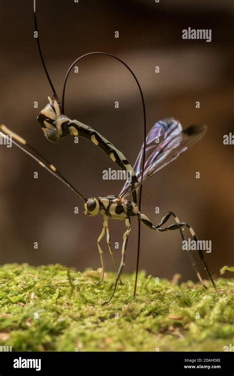 Darwin Wasp Hi Res Stock Photography And Images Alamy