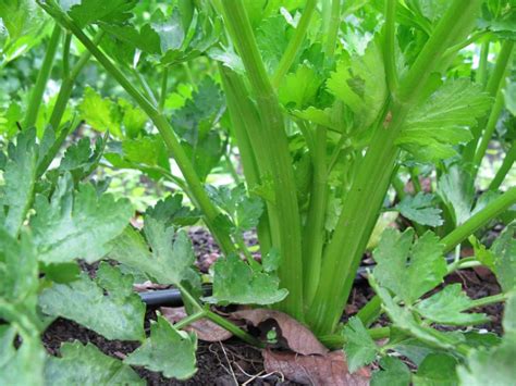 Celery Harvest And Store Tips