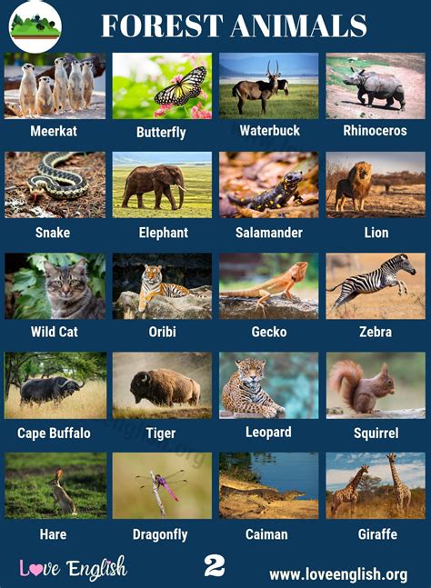 Carnivores Animals Pictures With Names