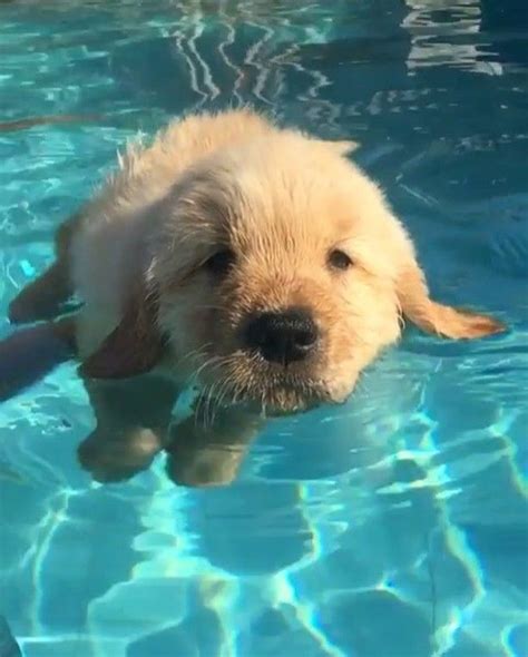 The Cutest Puppy Ever Trying To Swim Hope This Video Brighten Up Your