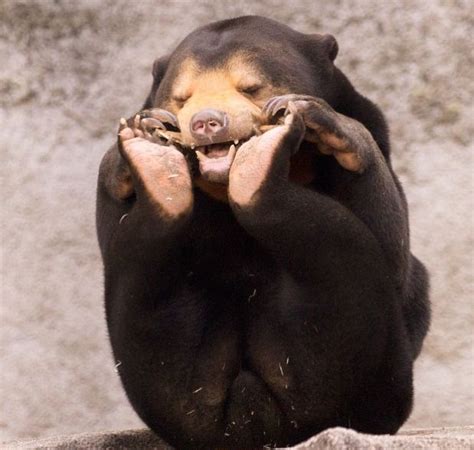 Why Sun Bears Are Weird Bears Adorable Animals And Animal