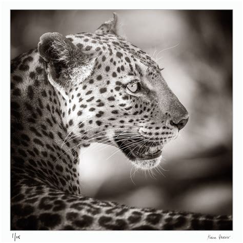 Linyanti Leopard Fine Art Photography Print Cape Town Gallery