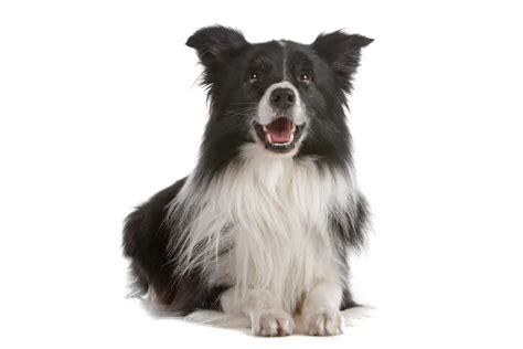 Rough Or Smooth Coat Border Collie Which Is Better Colliecare