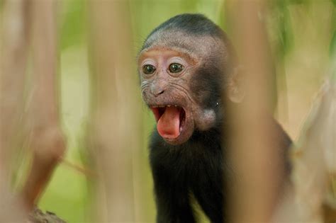 Baby Macaque Sean Crane Photography